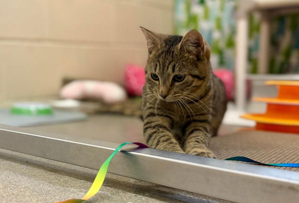 Macy Mae, Adoptable, Kitten Female Domestic Short Hair.