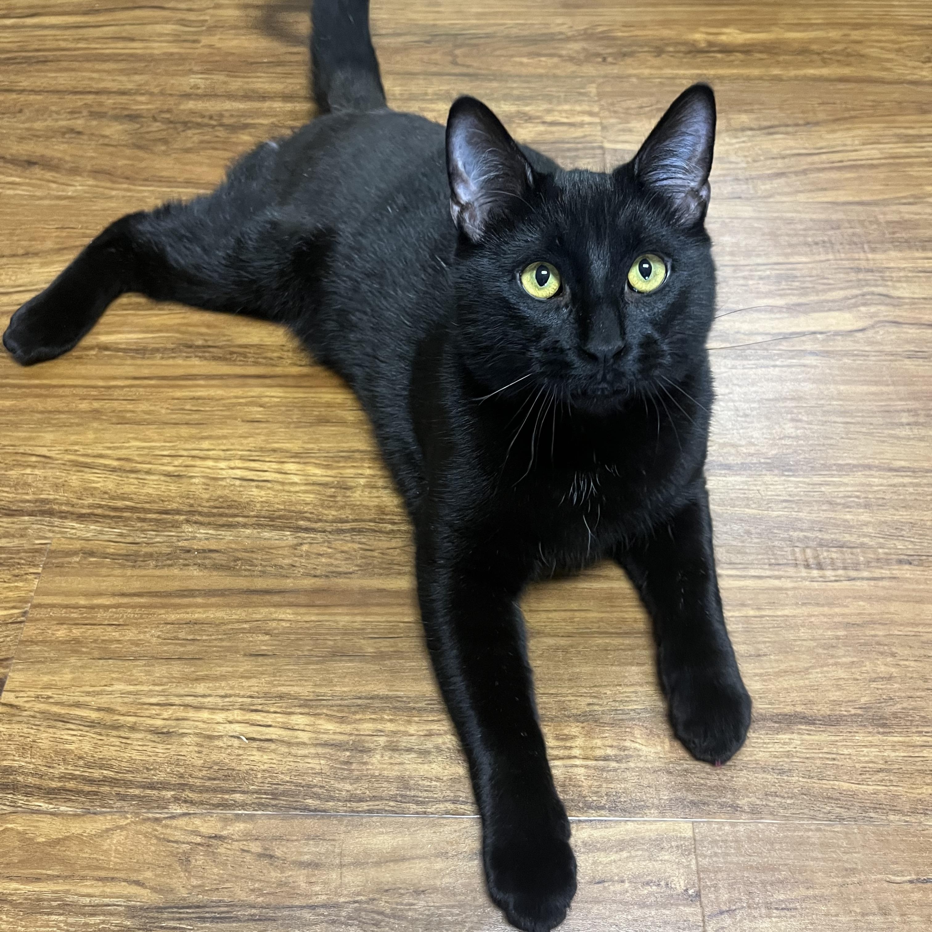 Stubs the Nub, ADOPTABLE, Adult Male American Shorthair.