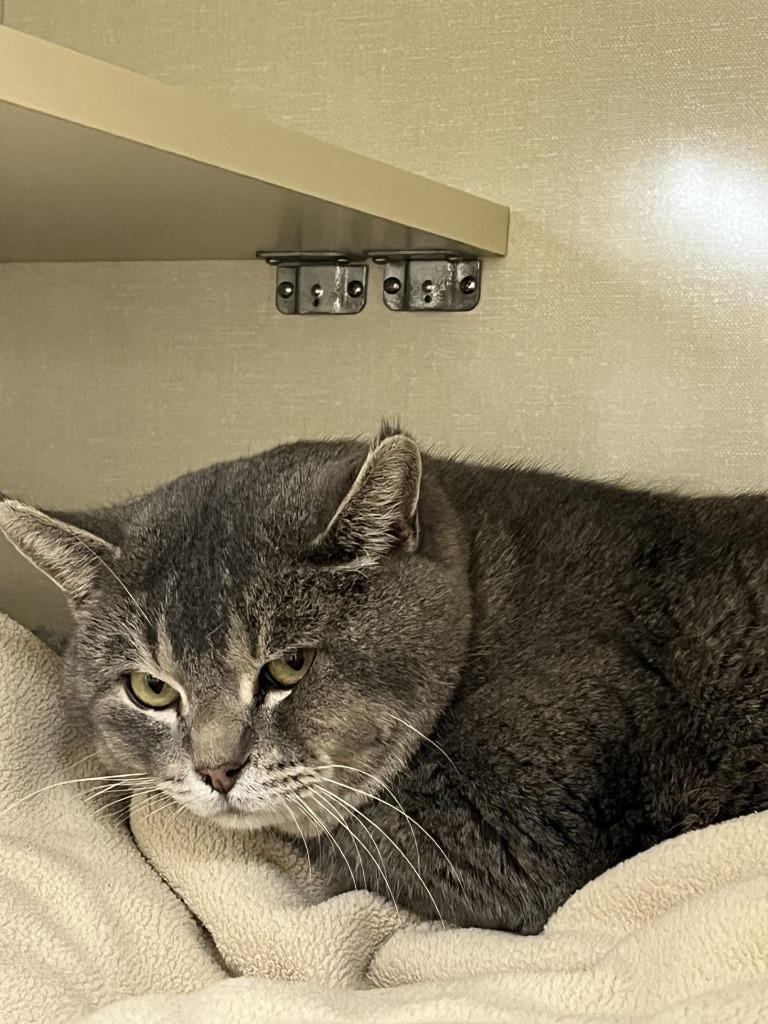 Frosted Fizz, Adoptable, Adult Male Domestic Short Hair.