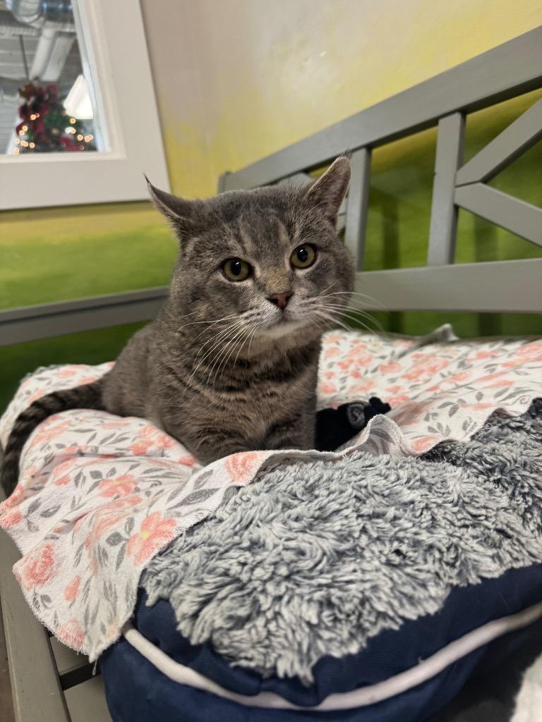 Frosted Fizz, Adoptable, Adult Male Domestic Short Hair.