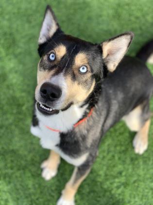 Bandit in Maine, ADOPTABLE, Senior Male Husky.