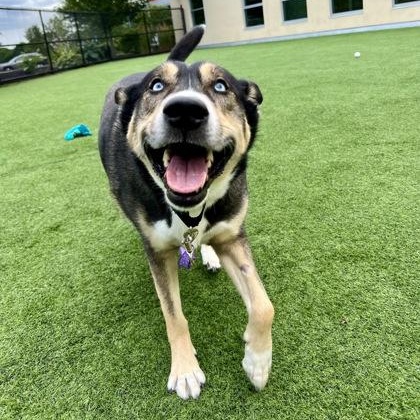 Bandit in Maine, a ADOPTABLE mixed breed in Portland, ME image 2/3