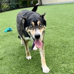 Bandit in Maine, a ADOPTABLE mixed breed in Portland, ME image 3/3