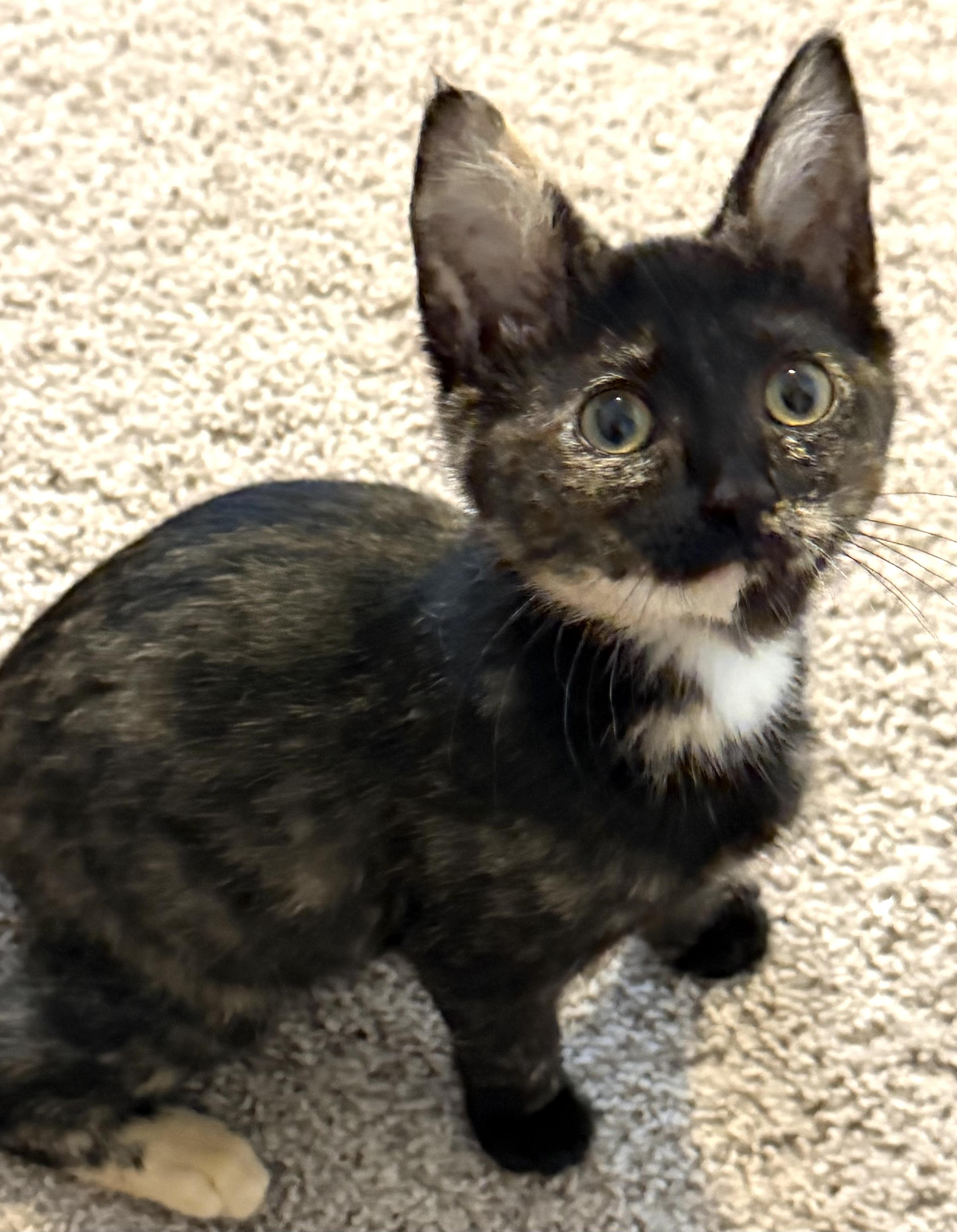 Havaiana, Adopted, Kitten Female Domestic Short Hair.