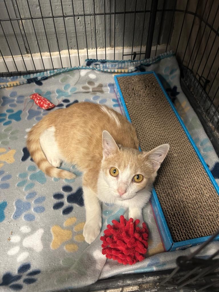 Truly, Adoptable, Young Female Domestic Short Hair.