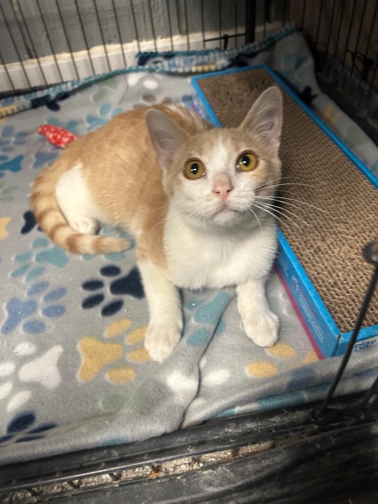 Truly, a Adoptable mixed breed in Warren, MI image 2/5