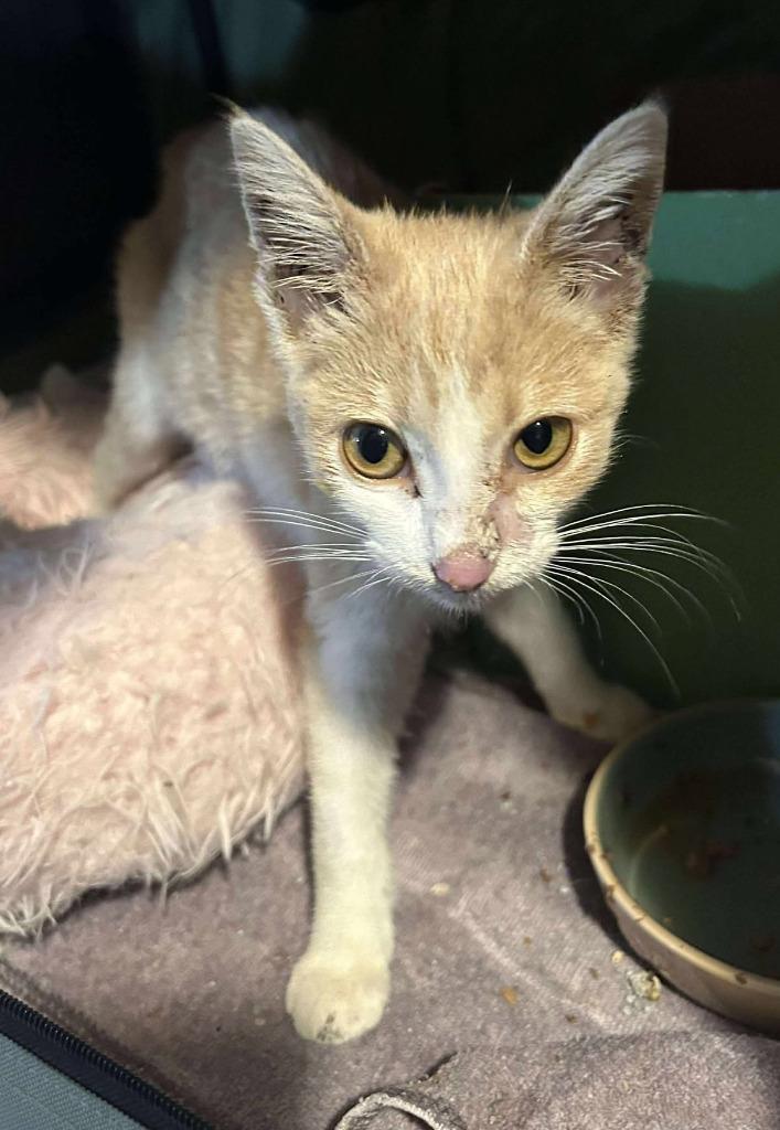 Truly, a Adoptable mixed breed in Warren, MI image 3/5