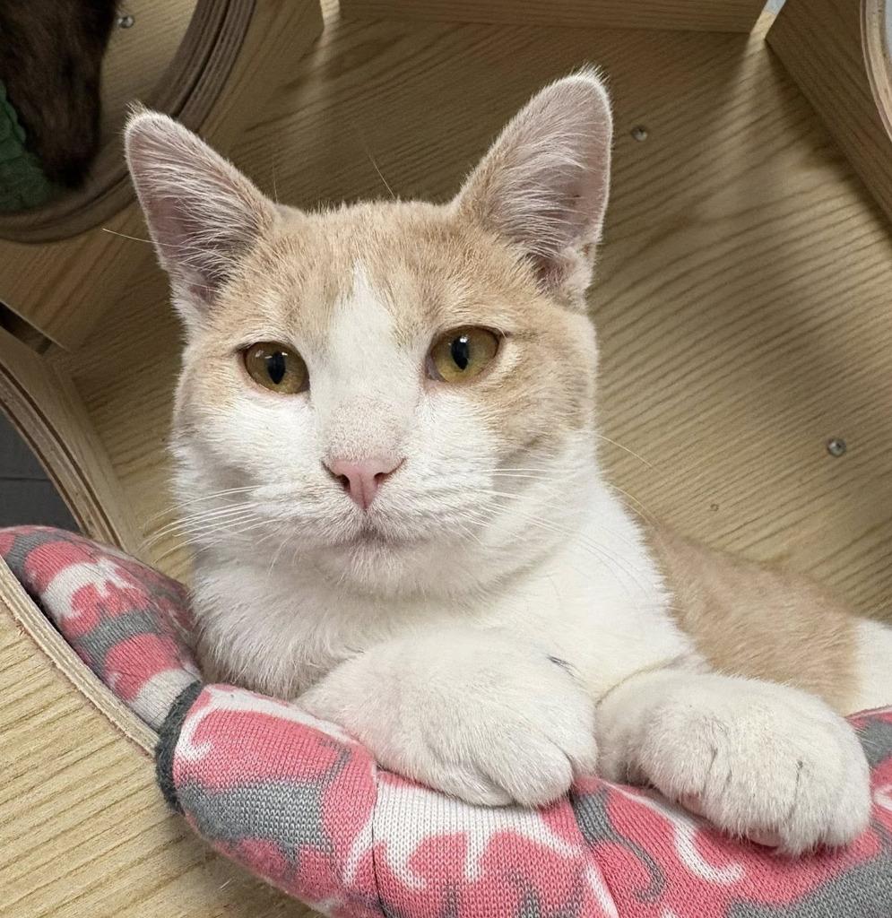 Truly, a Adoptable mixed breed in Warren, MI image 4/5