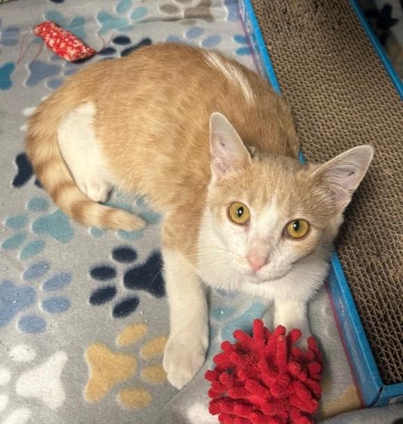 Truly, a Adoptable mixed breed in Warren, MI image 5/5