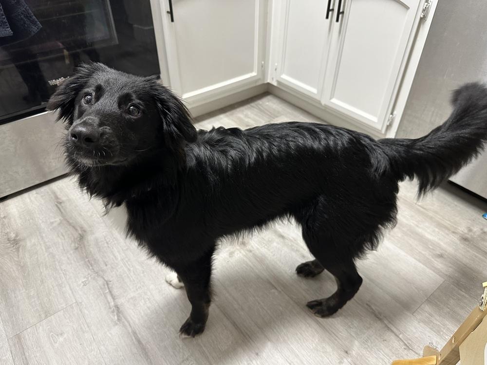 Koda, Adoptable, Young Female Border Collie.