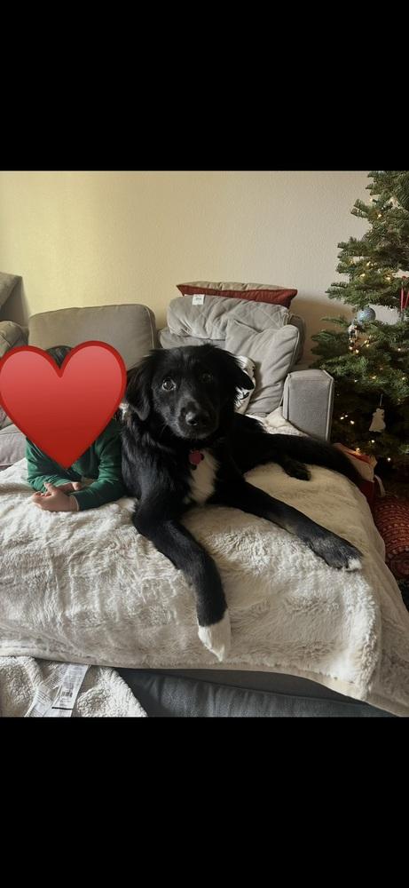 Enlarge Koda, a Adoptable mixed breed in Pleasant Hill, CA image 2/6