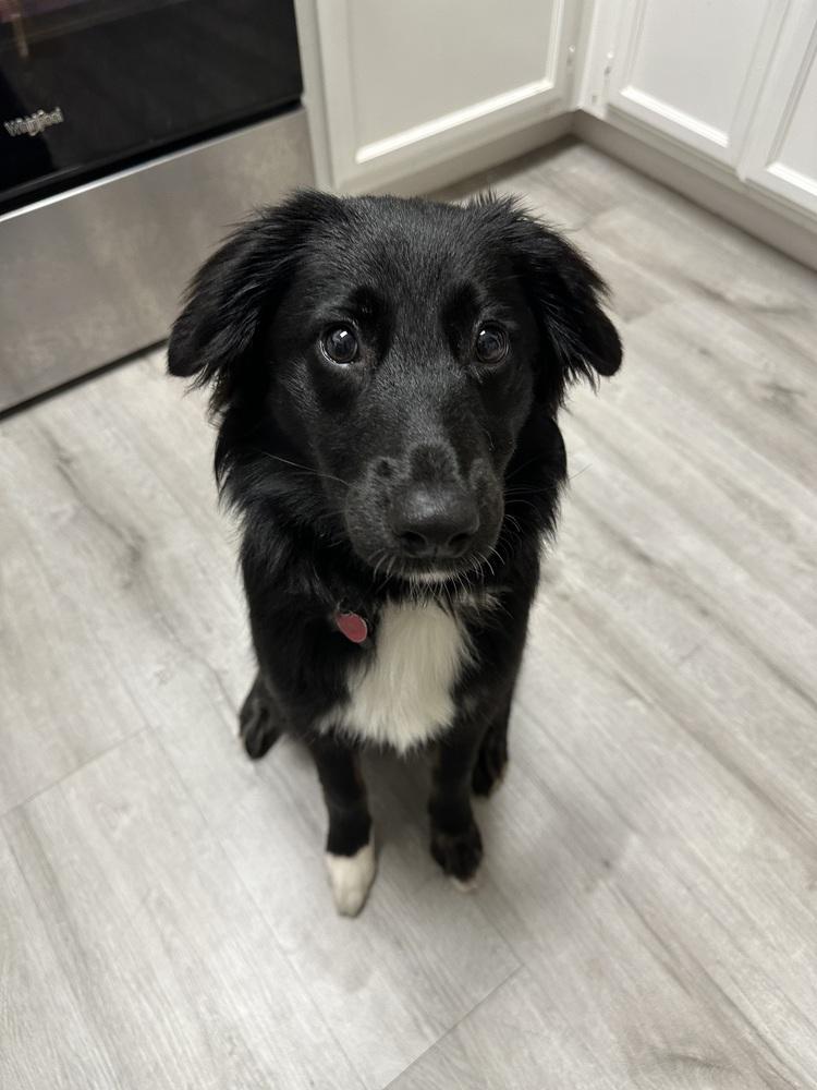 Enlarge Koda, a Adoptable mixed breed in Pleasant Hill, CA image 3/6