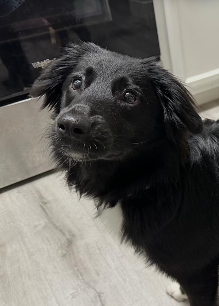 Enlarge Koda, a Adoptable mixed breed in Pleasant Hill, CA image 4/6