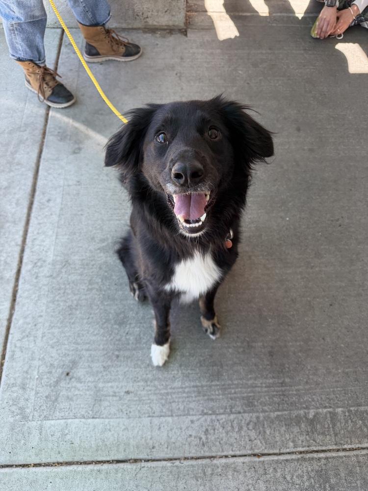 Enlarge Koda, a Adoptable mixed breed in Pleasant Hill, CA image 5/6