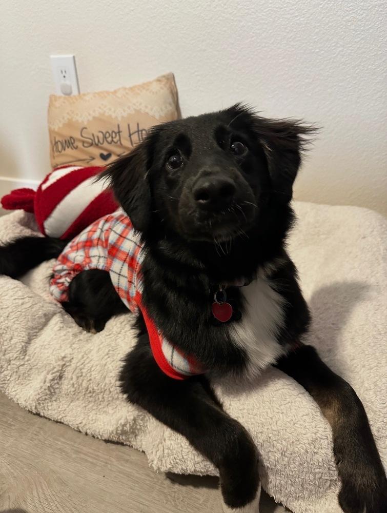 Enlarge Koda, a Adoptable mixed breed in Pleasant Hill, CA image 6/6