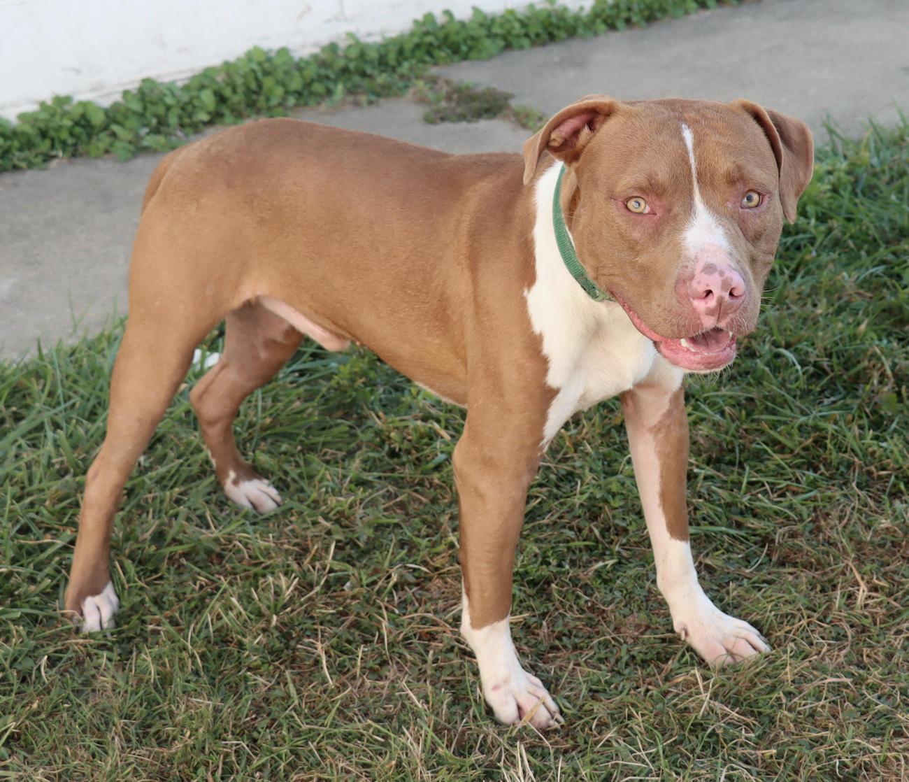 Enlarge Kevin, a Adoptable Pit Bull Terrier in Euclid, OH image 2/6