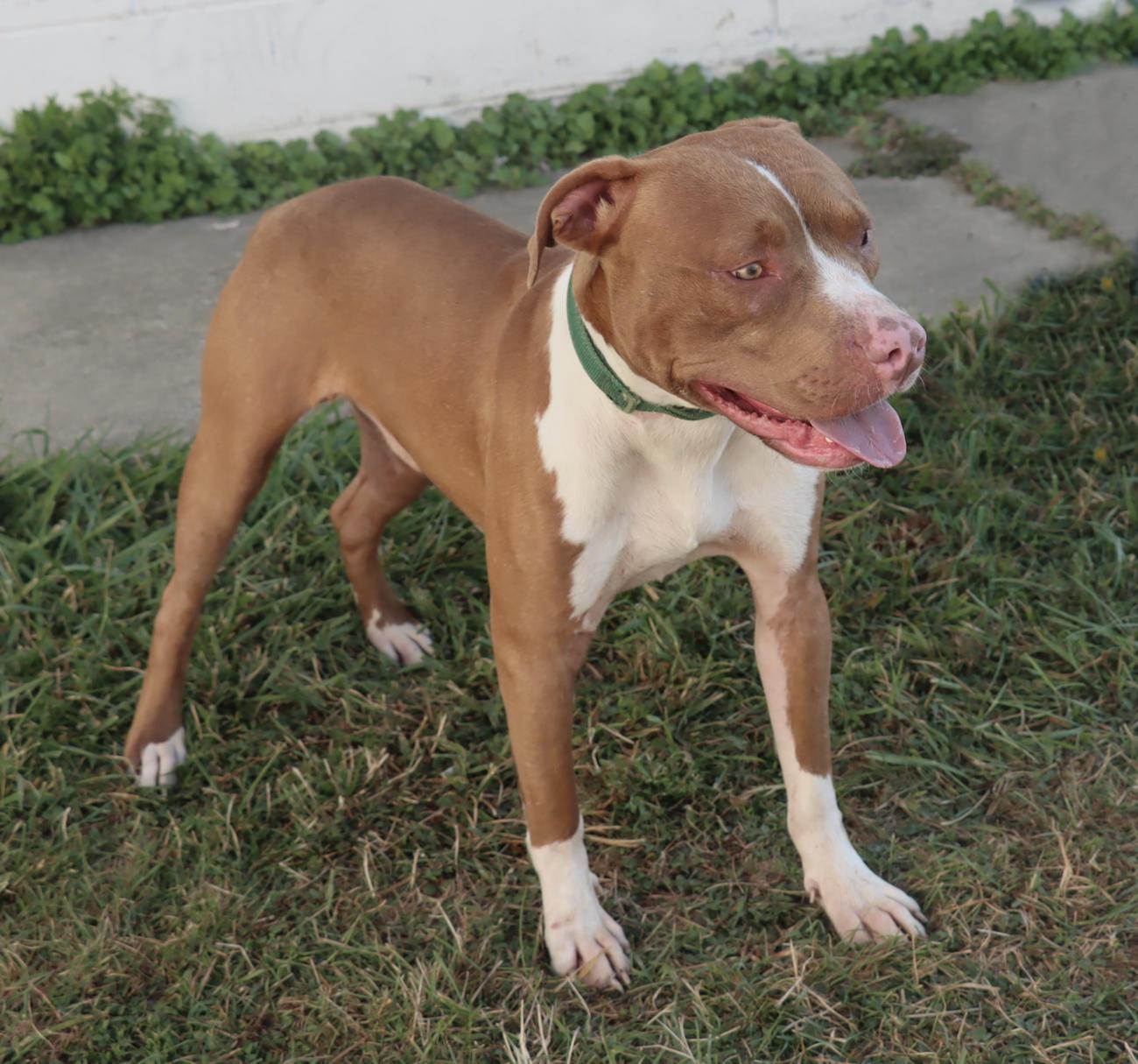 Enlarge Kevin, a Adoptable Pit Bull Terrier in Euclid, OH image 4/6