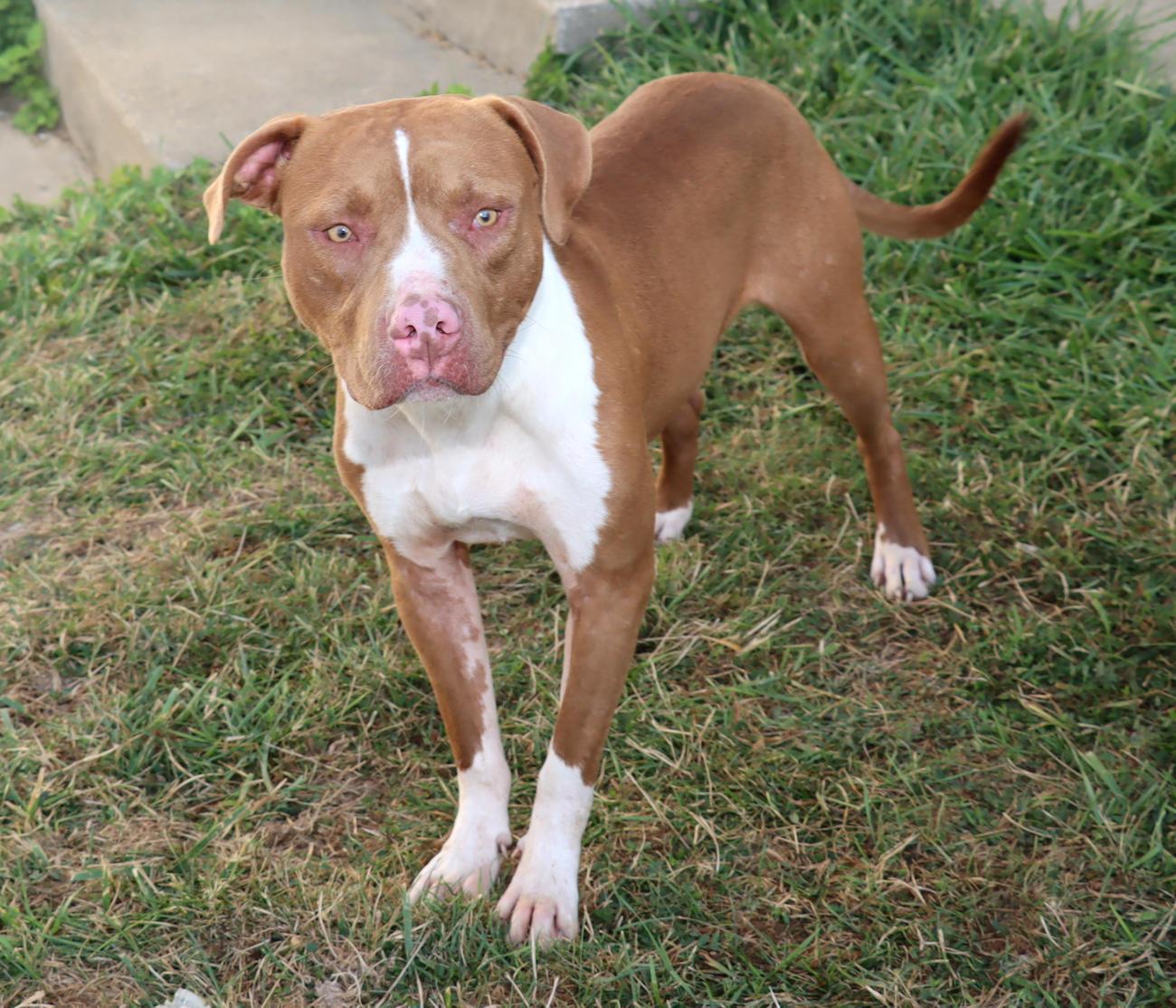 Enlarge Kevin, a Adoptable Pit Bull Terrier in Euclid, OH image 5/6