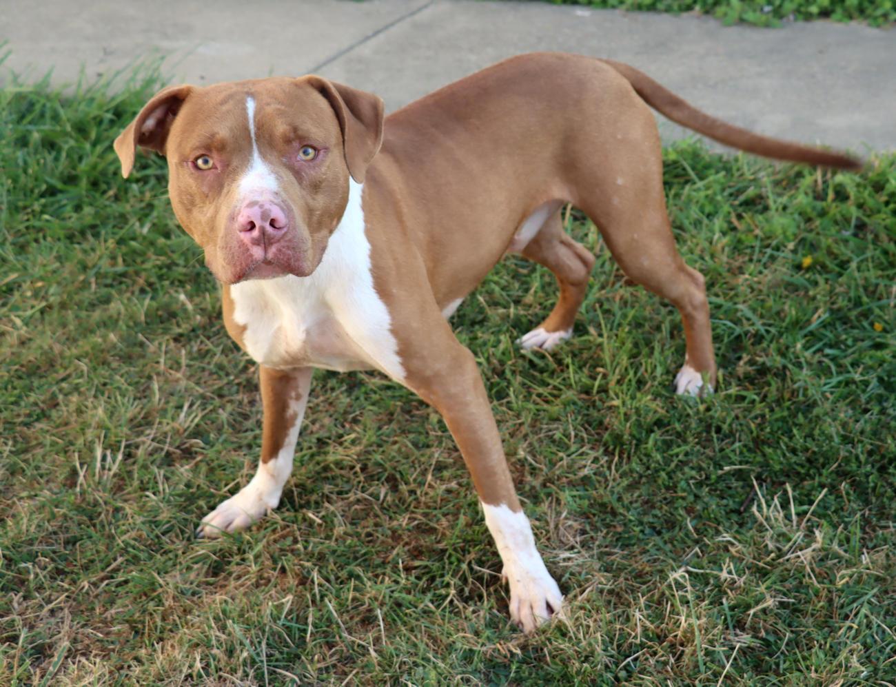 Enlarge Kevin, a Adoptable Pit Bull Terrier in Euclid, OH image 6/6