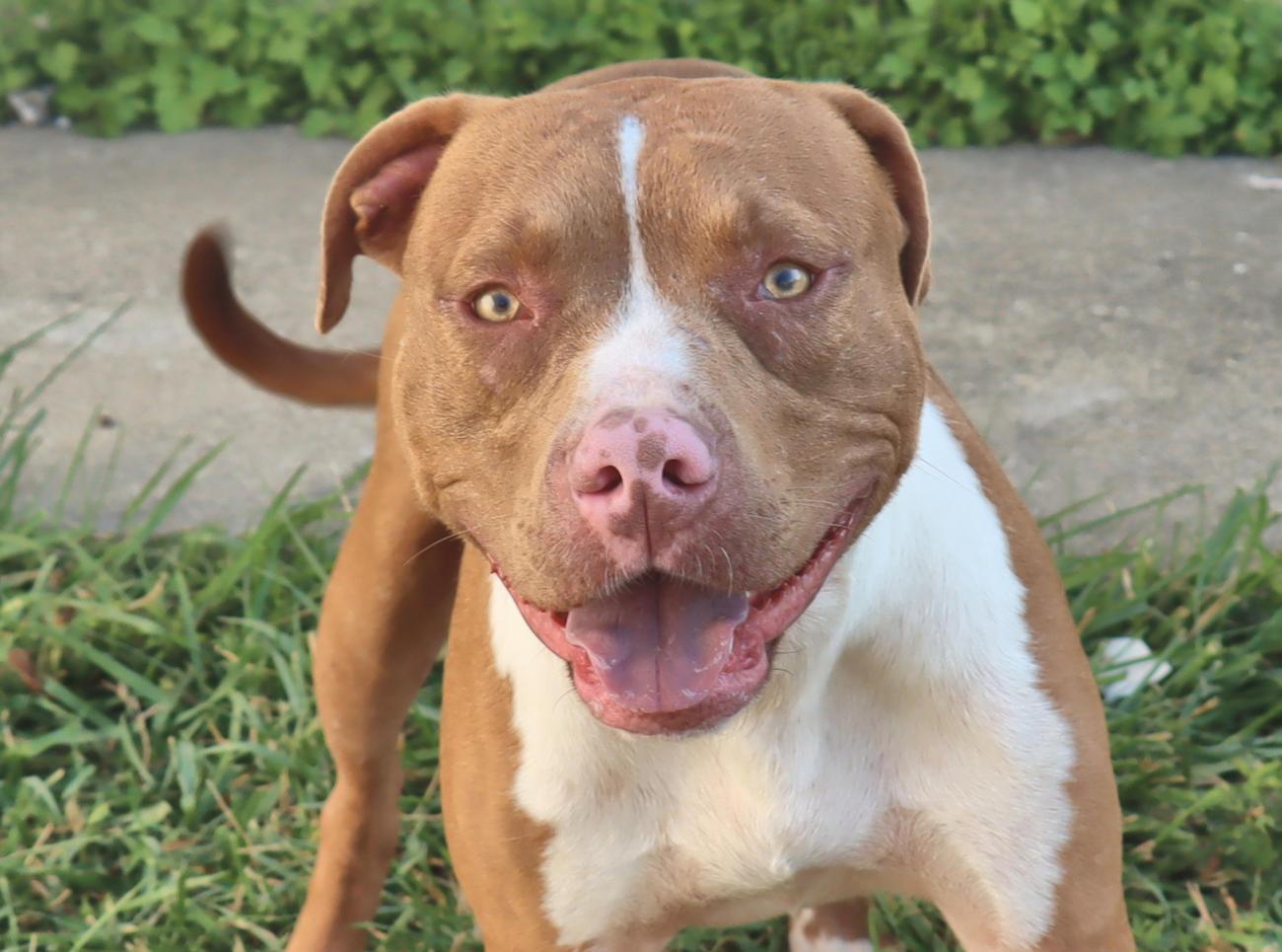 Kevin, Adoptable, Young Male Pit Bull Terrier.