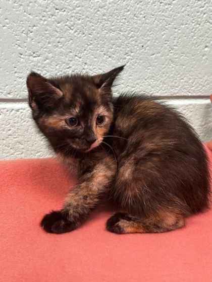 Edie, Adoptable, Adult Female Domestic Short Hair & Domestic Short Hair.