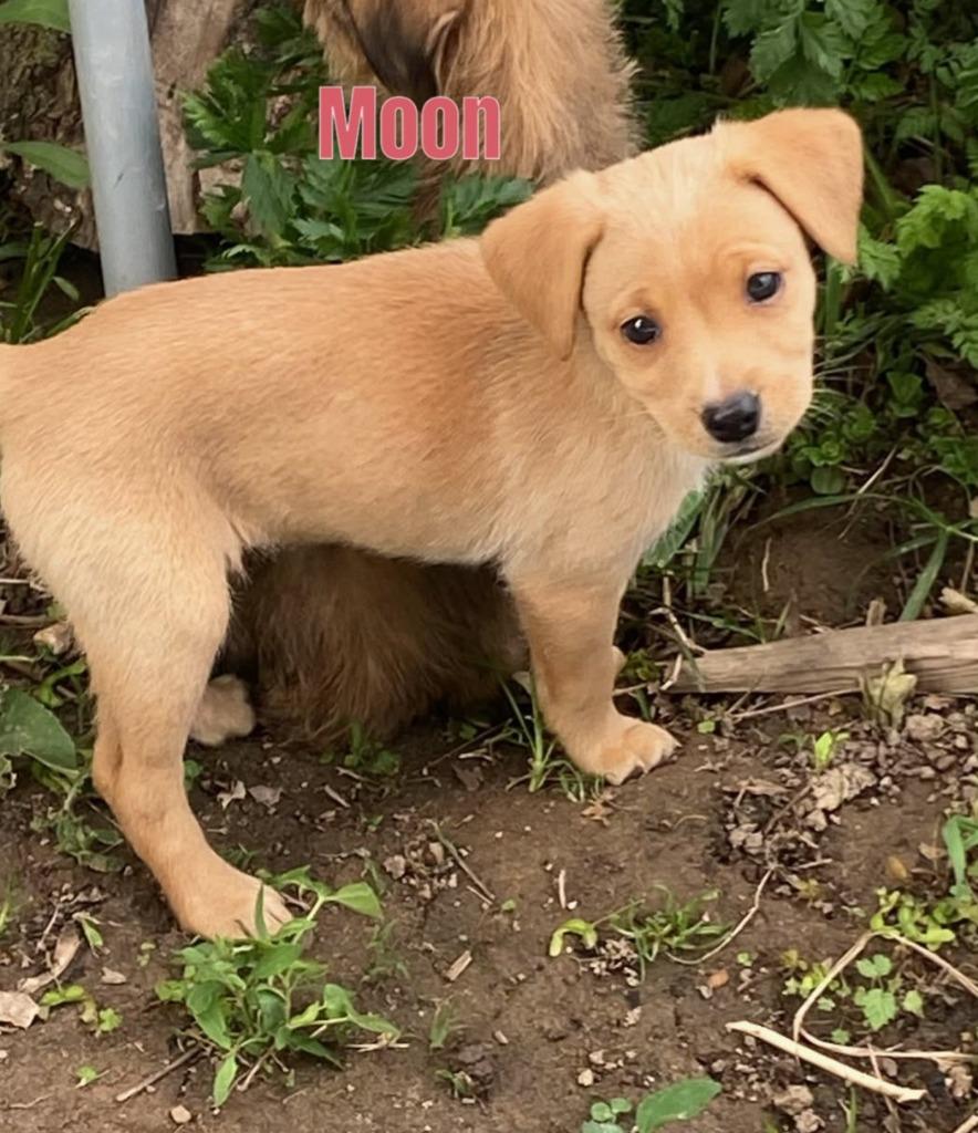Enlarge Moon-In a Foster Home, a Adoptable mixed breed in South Bend, IN image 1/1
