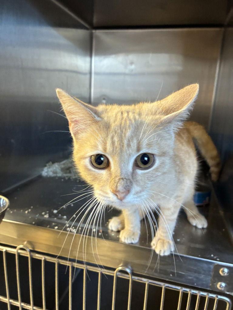 25-710, Adoptable, Young Male Domestic Short Hair.