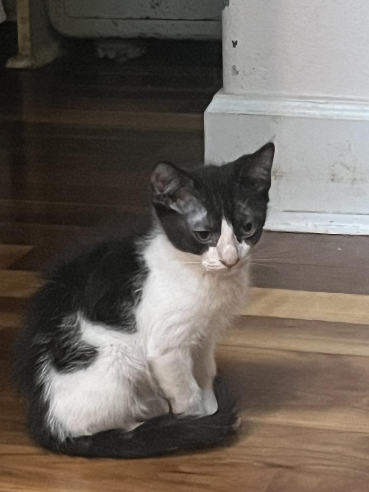 Danny, Adoptable, Kitten Male American Shorthair.