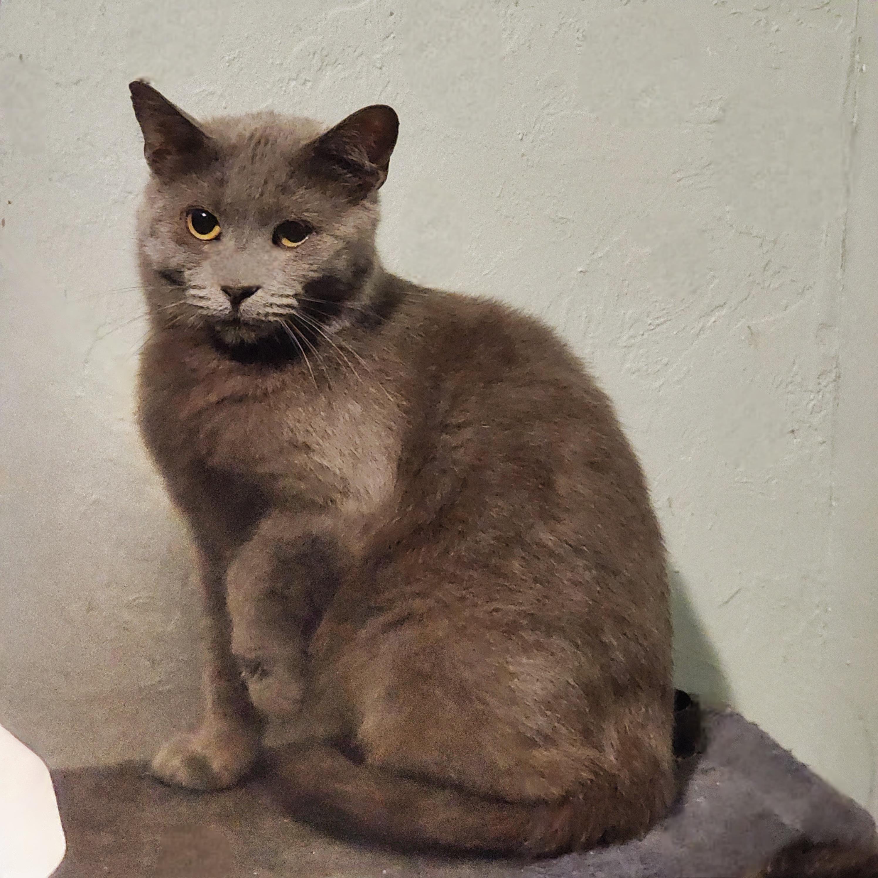 Emmie, Adoptable, Adult Female Domestic Short Hair.