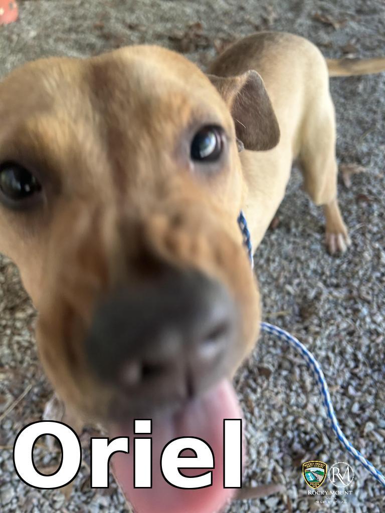 Oriel, Adoptable, Young Female Pit Bull Terrier.
