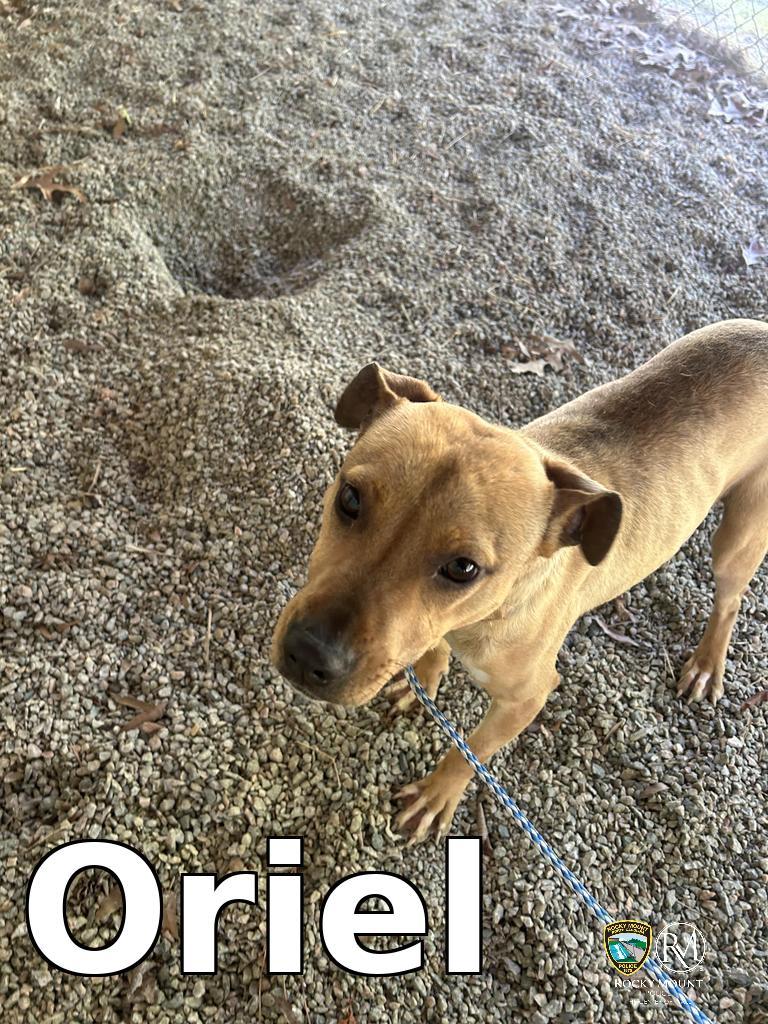 Enlarge Oriel, a Adoptable Pit Bull Terrier in Rocky Mount, NC image 2/2