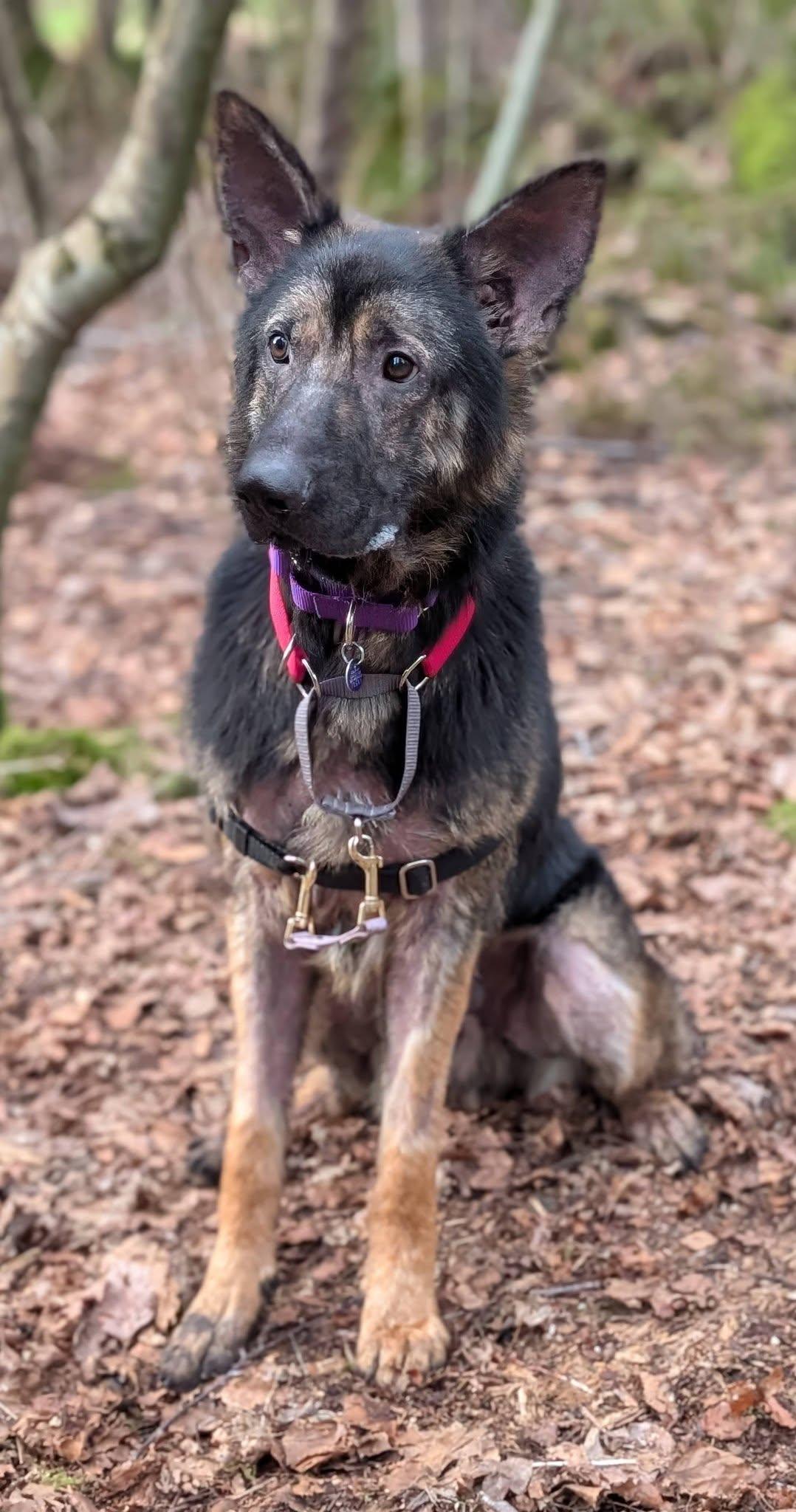 Enlarge Major, an adopted mixed breed in Bellingham, WA image 3/6