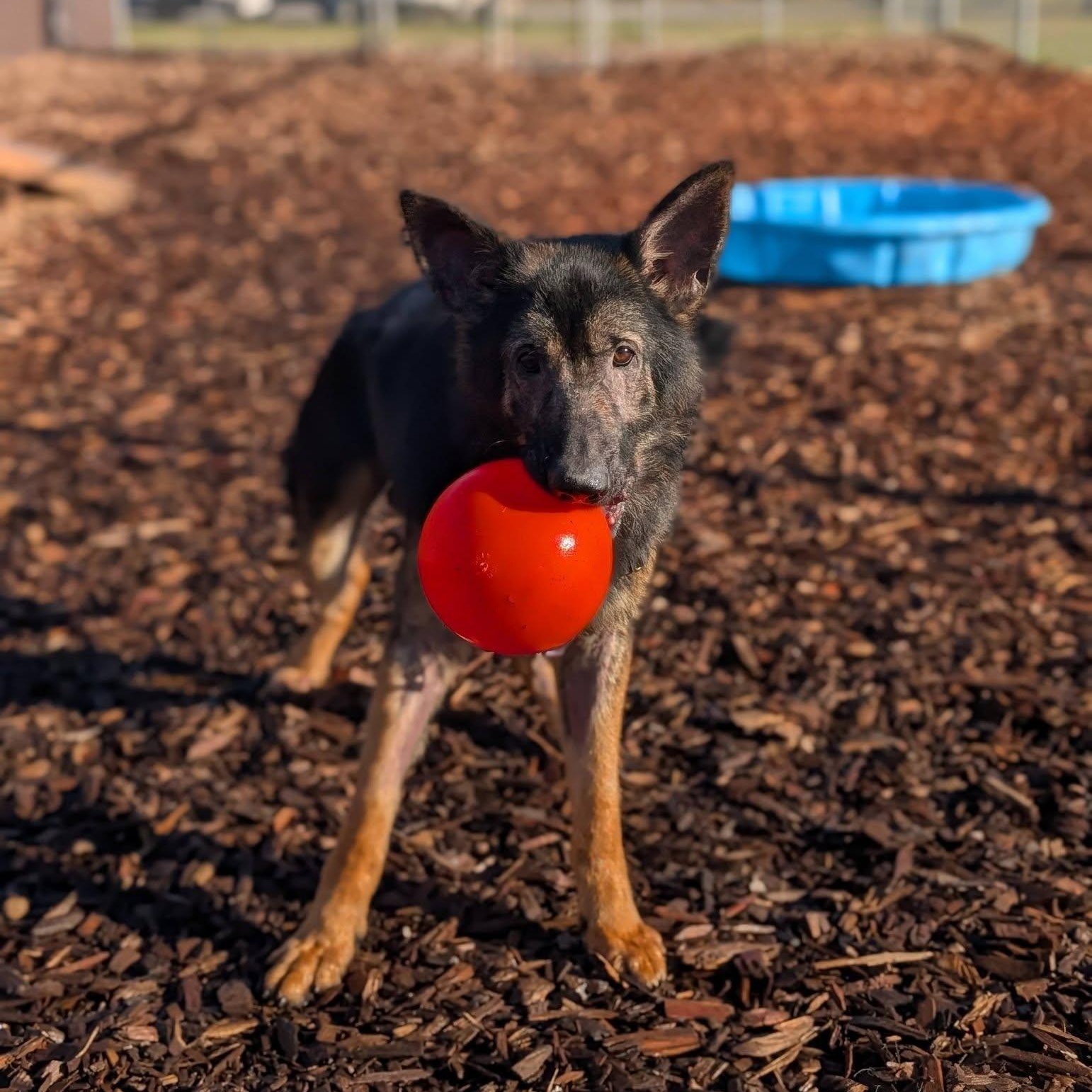 Enlarge Major, an adopted mixed breed in Bellingham, WA image 4/6