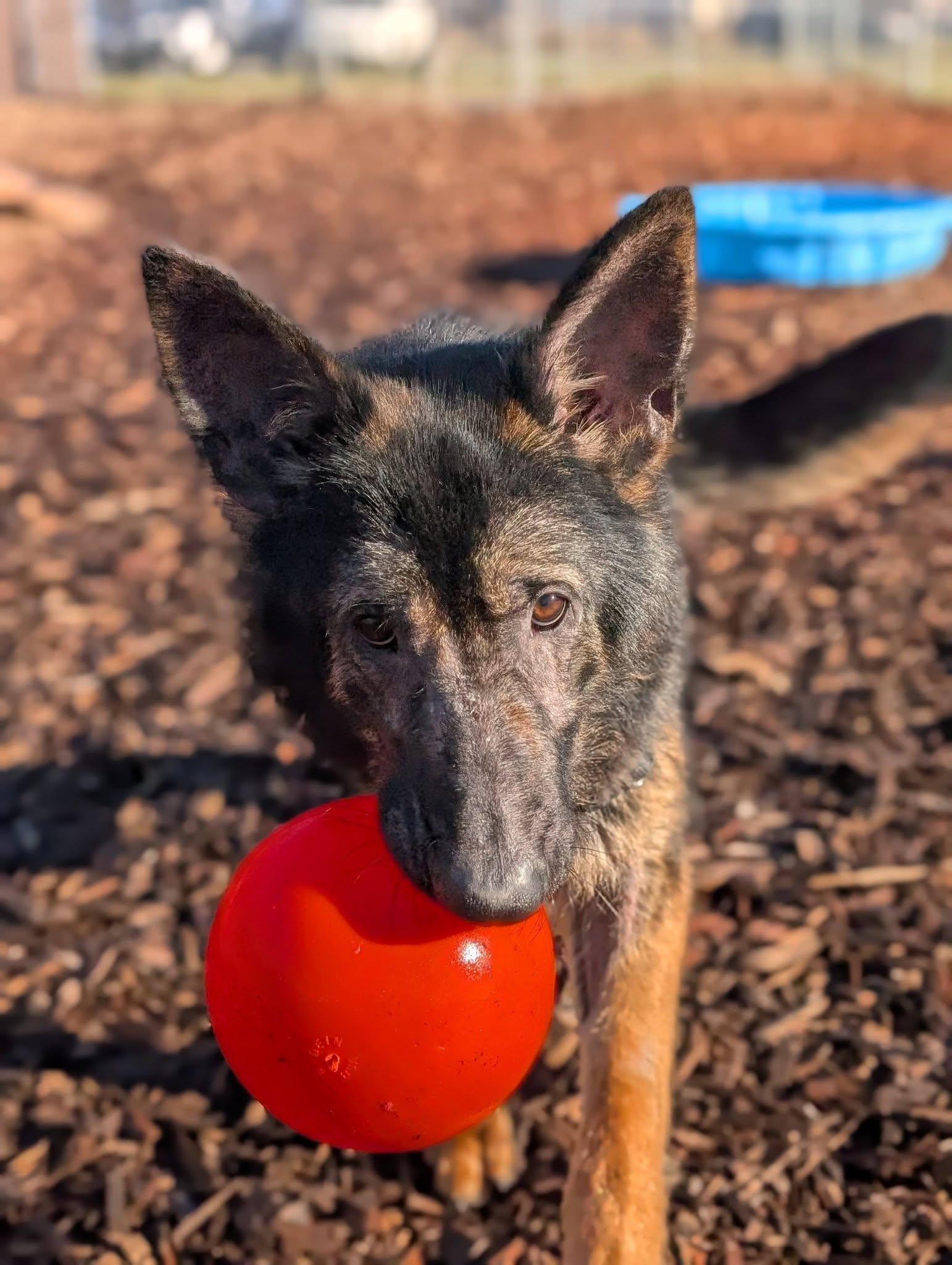 Enlarge Major, an adopted mixed breed in Bellingham, WA image 5/6