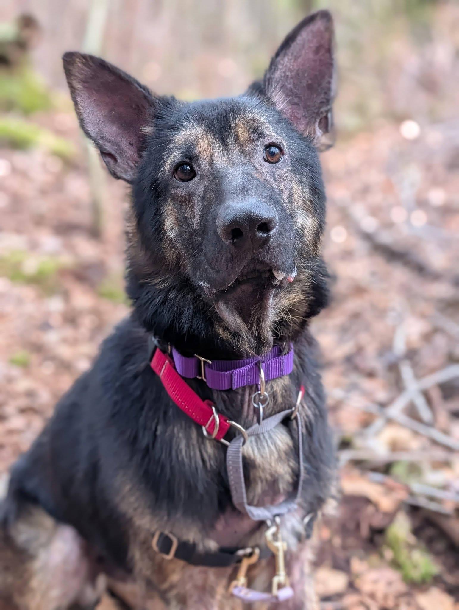 Major, ADOPTABLE, Adult Male German Shepherd Dog.