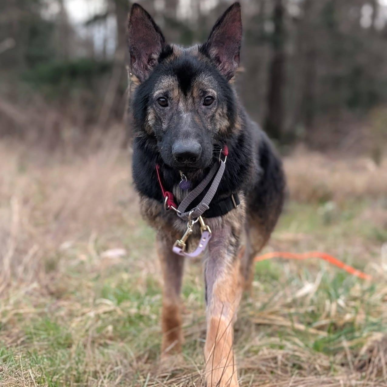 Enlarge Major, an adopted mixed breed in Bellingham, WA image 2/6