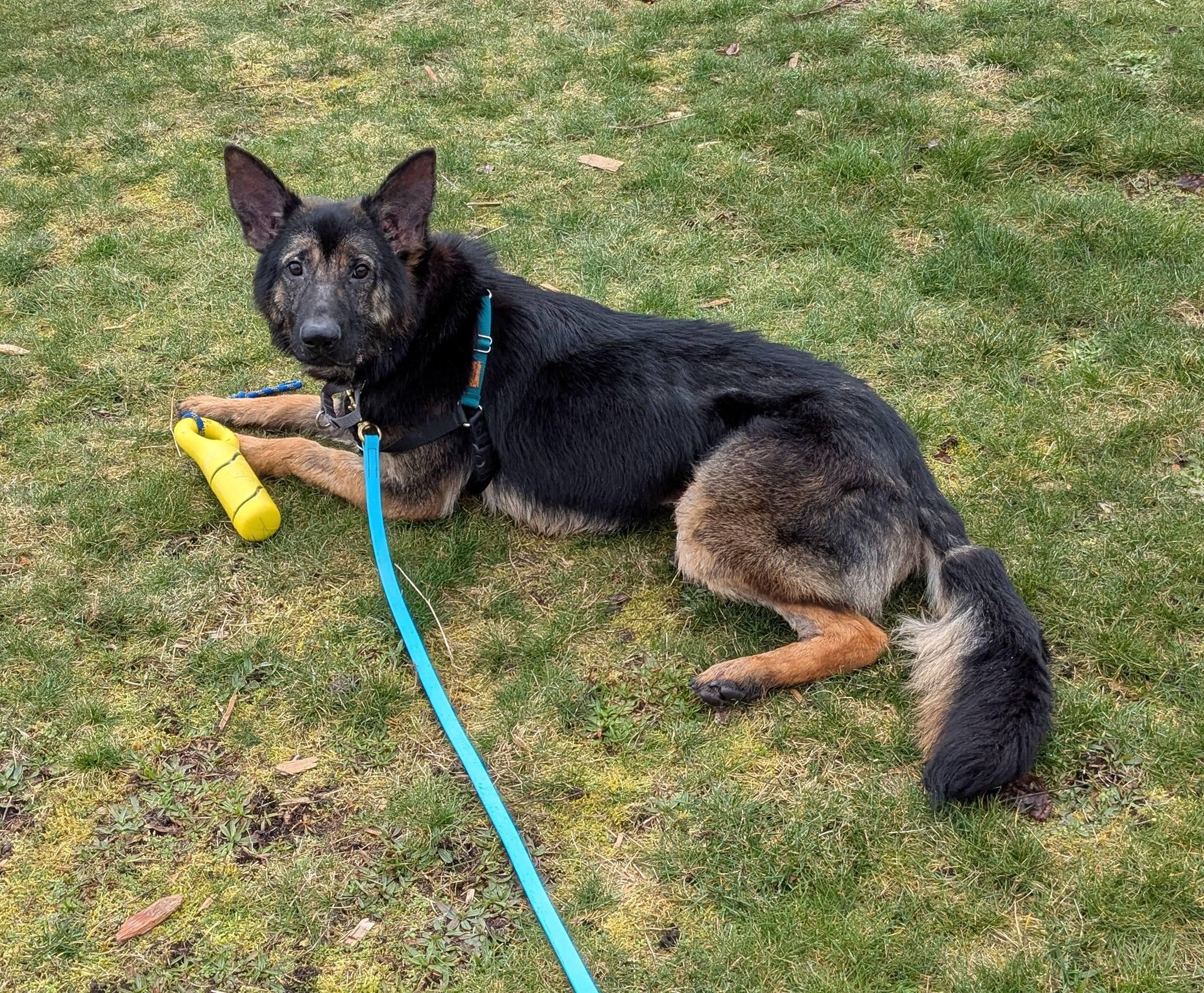 Enlarge Major, an adopted mixed breed in Bellingham, WA image 6/6