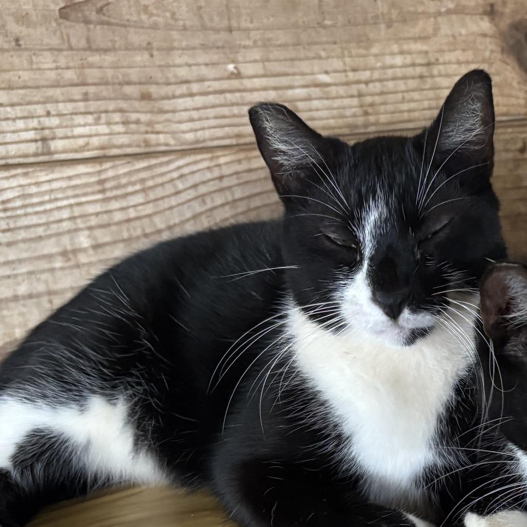 Zeke, Adoptable, Adult Male Domestic Short Hair.