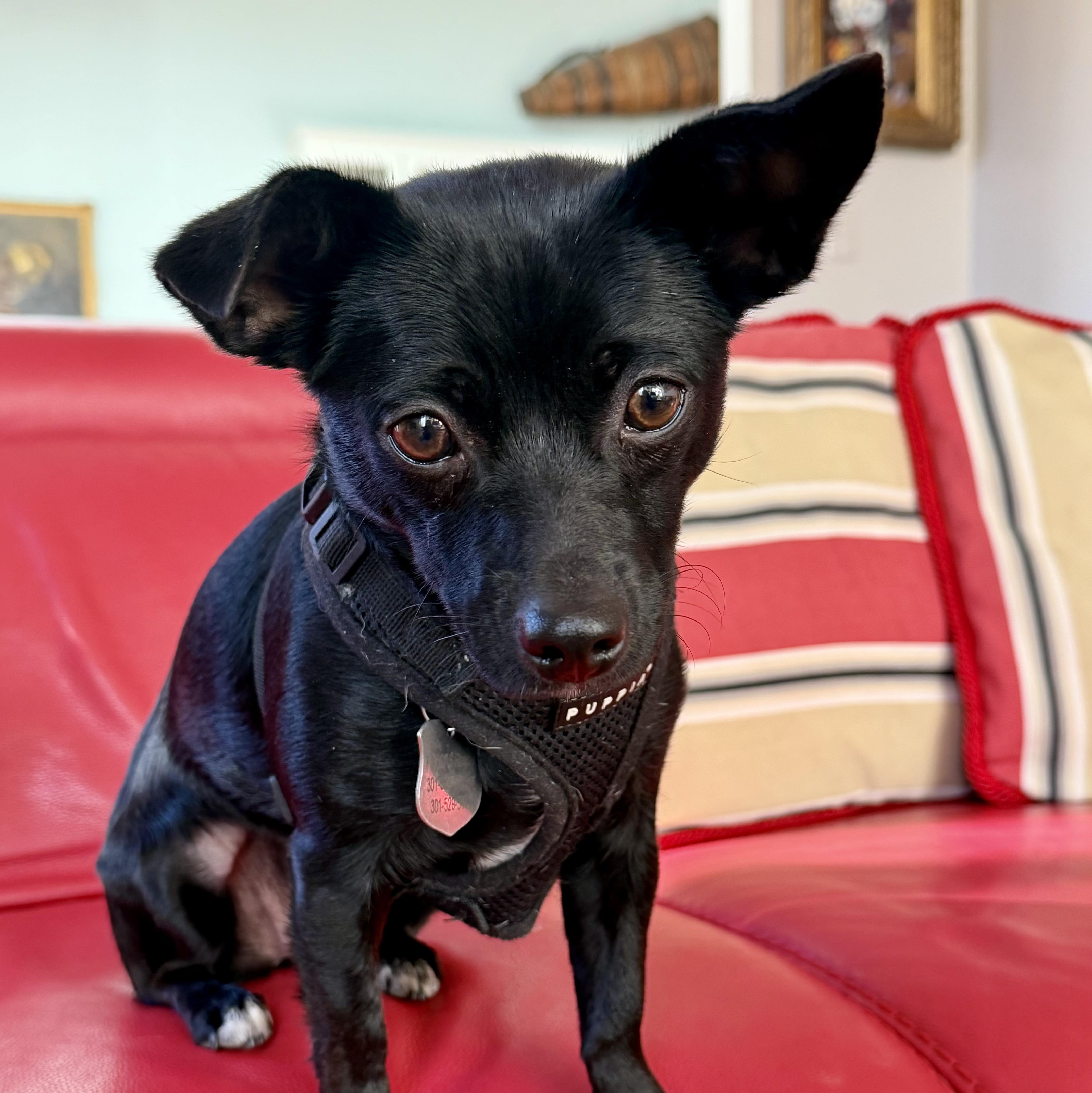 Carrie , a Adoptable Chiweenie in POTOMAC, MD image 1/6