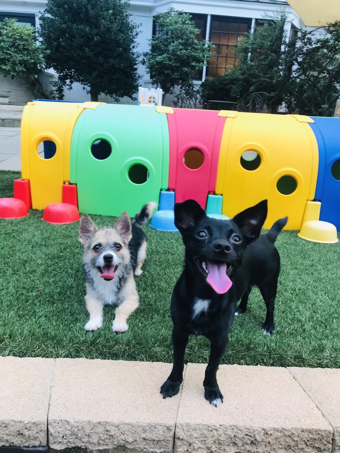 Carrie , a Adoptable Chiweenie in POTOMAC, MD image 5/6