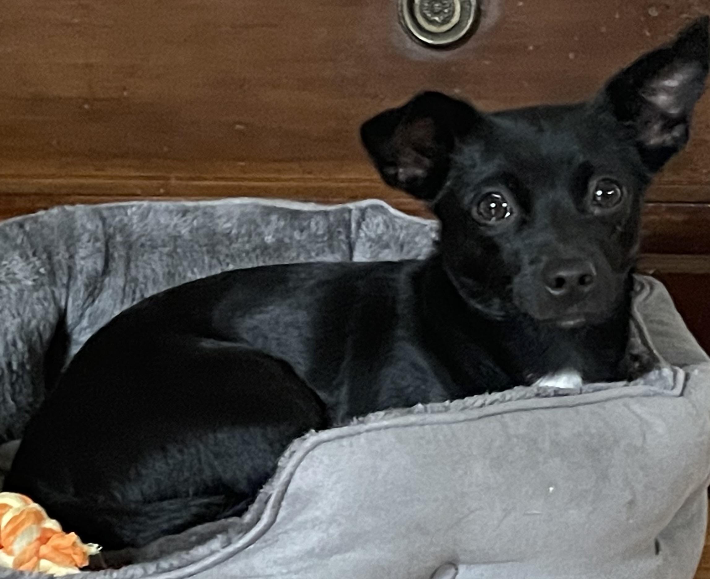 Carrie , a Adoptable Chiweenie in POTOMAC, MD image 2/6