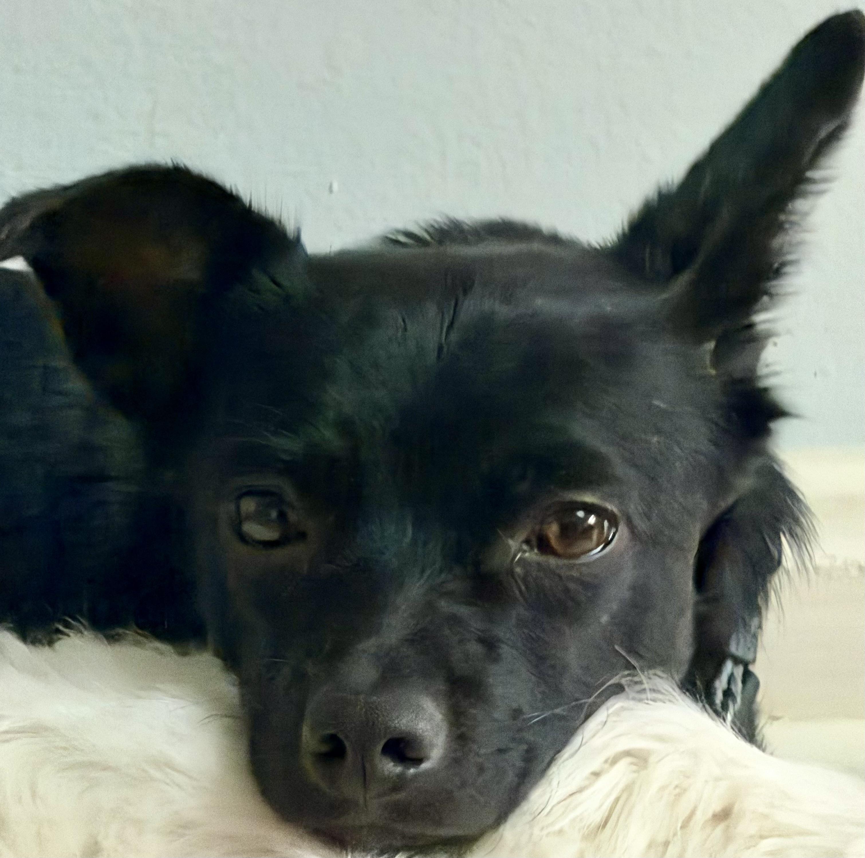Carrie , a Adoptable Chiweenie in POTOMAC, MD image 3/6