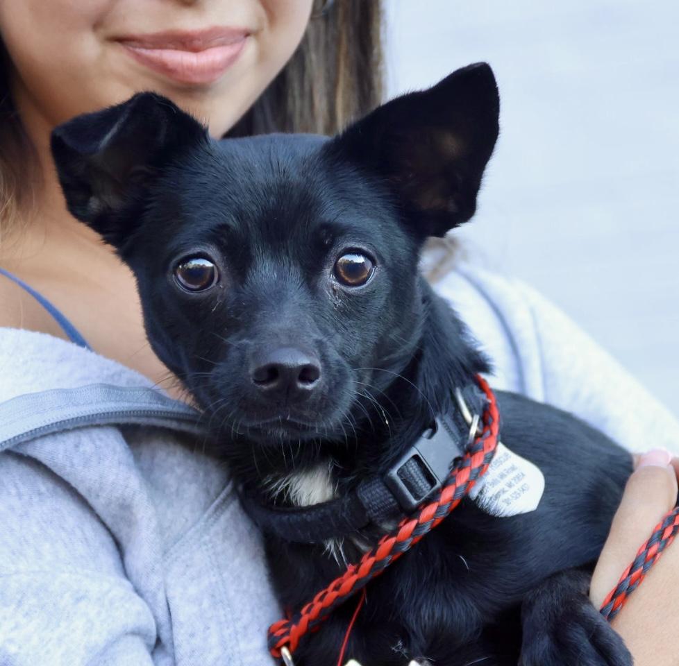 Carrie , a Adoptable Chiweenie in POTOMAC, MD image 6/6