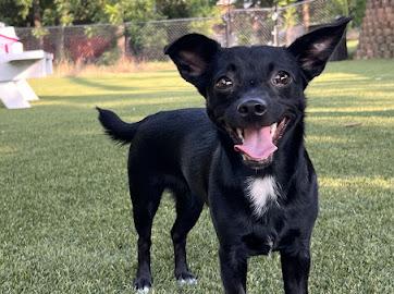Carrie , a Adoptable Chiweenie in POTOMAC, MD image 4/6