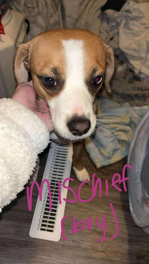 Mischief, Adoptable, Young Male Beagle.