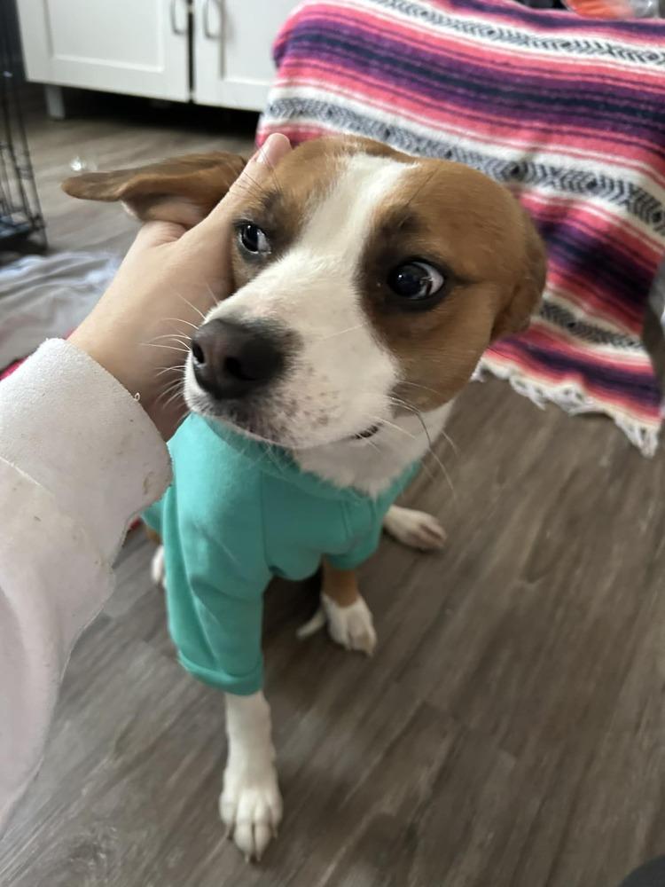 Enlarge Mischief, a Adoptable mixed breed in Auburn, PA image 2/2