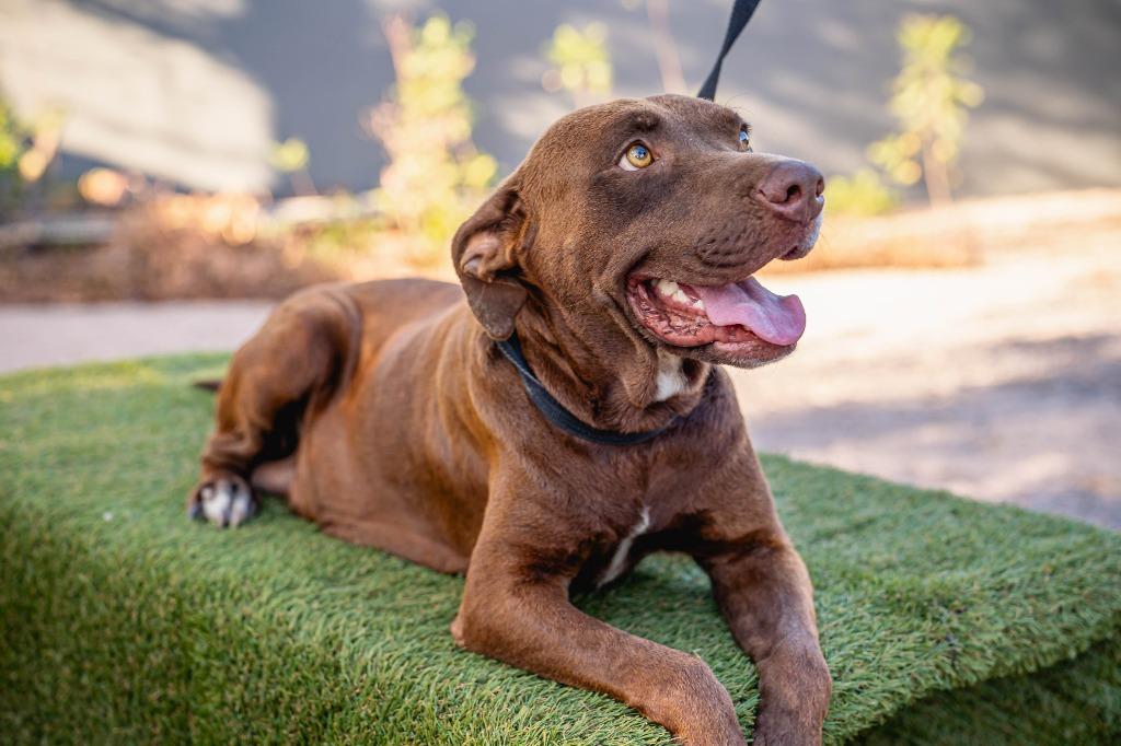 Canela, Adoptable, Adult Female Chocolate Labrador Retriever.