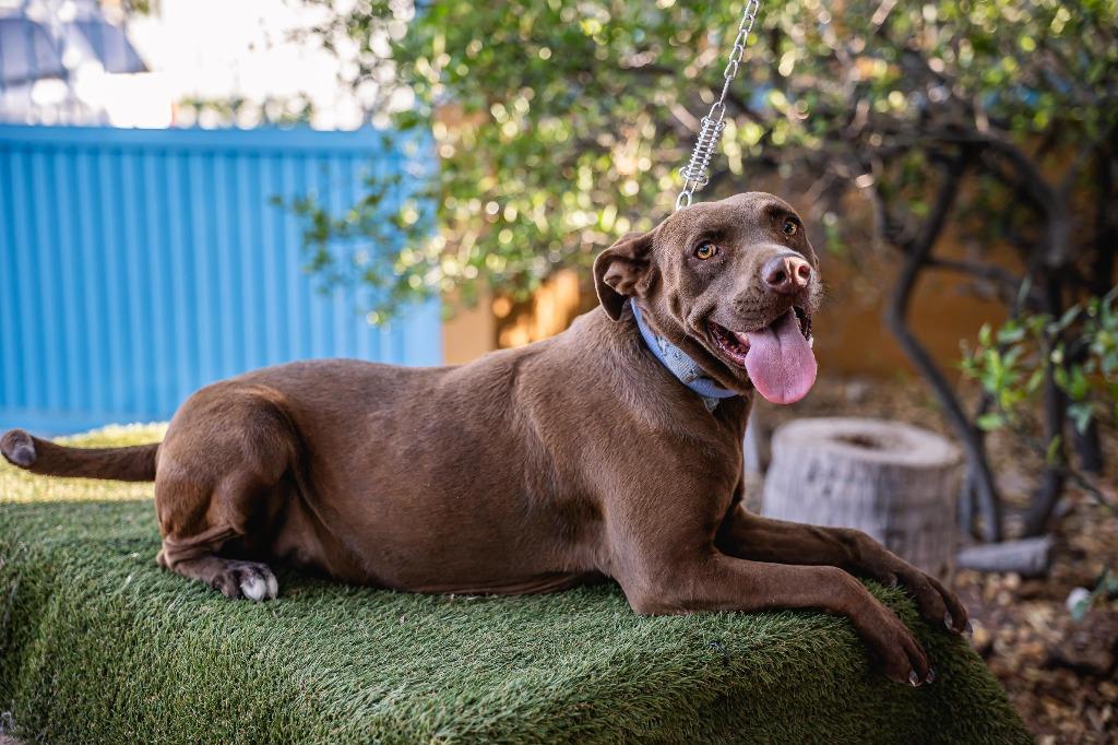 Canela, a Adoptable Chocolate Labrador Retriever in Anacortes, WA image 1/6