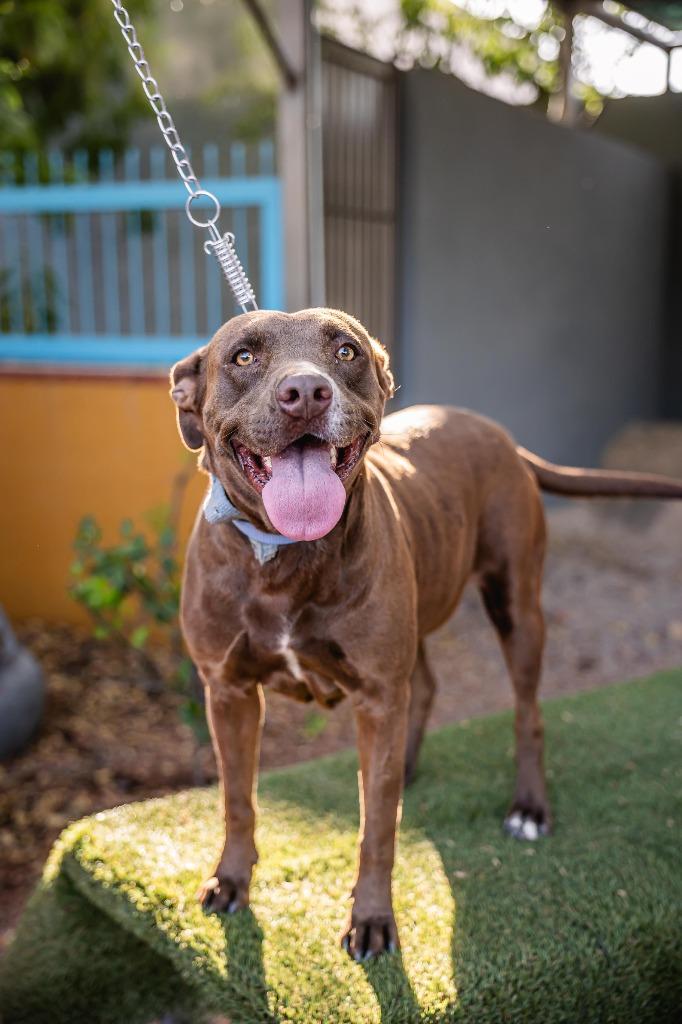 Canela, a Adoptable Chocolate Labrador Retriever in Anacortes, WA image 2/6