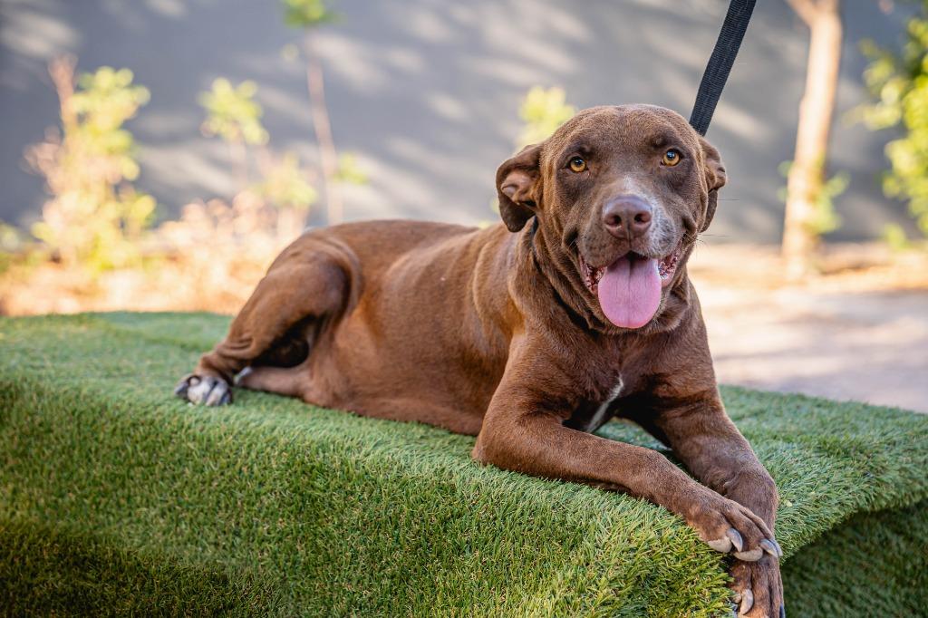 Enlarge Canela, a Adoptable Chocolate Labrador Retriever in Anacortes, WA image 2/6